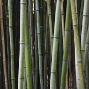 Parkiet bambusowy – czemu nie!