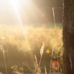 field-summer-sun-meadow-large